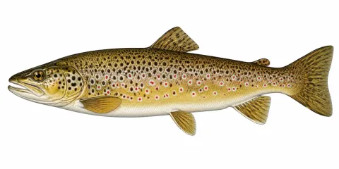 Illustration av Öring