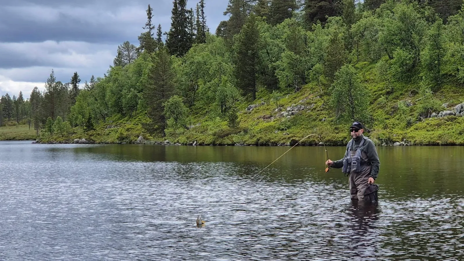 Thomas Abrahamsson flugfiskar vadande i en skogssjö, med en fisk som bryter ytan