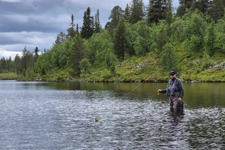 Thomas Abrahamsson flugfiskar vadande i en skogssjö, med en fisk som bryter ytan