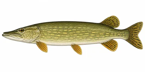 Illustration av Gädda