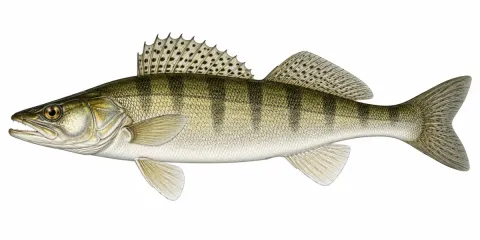 Illustration av Gös